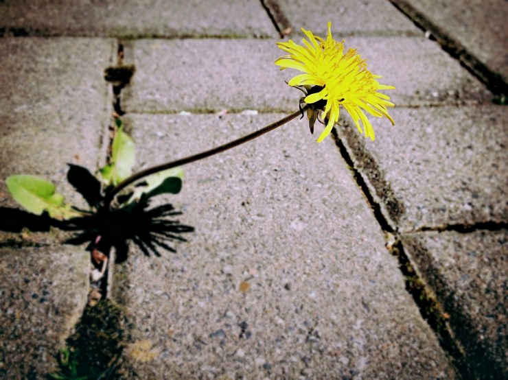 dandelion-729693_1920